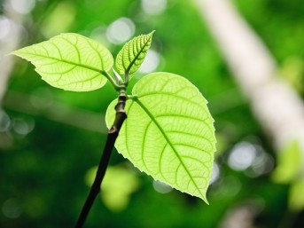 growing sapling hero 1282x682